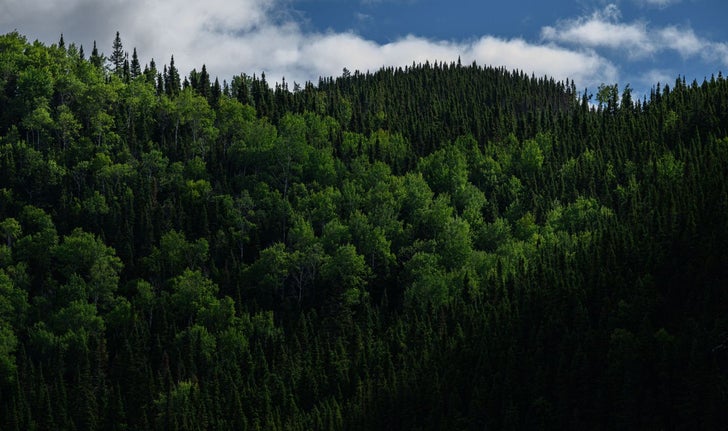 Les codirecteurs et codirectrices définissent «Boréaliser» comme «un projet interdisciplinaire réunissant des littéraires et des écologistes afin de construire un pont entre l’art et la science».